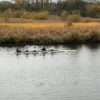 Gouda damesvier (Meidennijd) op weg naar de start van de Lingebokaal 2018