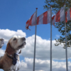 Roeienzeil vlaggen hond