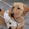 Blindengeleidehond in de sociëteit 48EACBFE-D7D1-4CF3-9FF3-BD710A8694E3